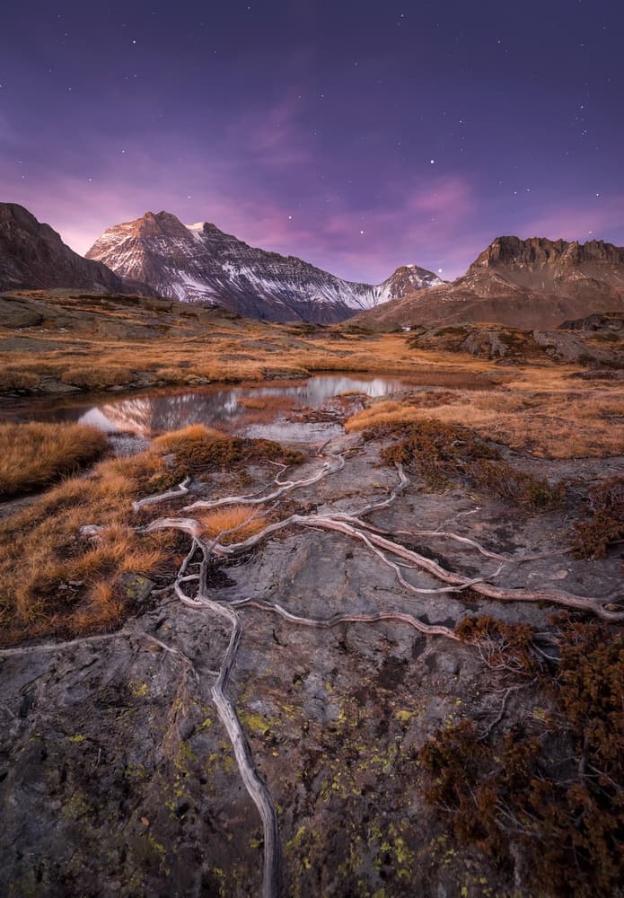 Alpine Roots Twilight Glow by Álvaro Pérez & Jose M. Pérez. Brothers — canvas wall art