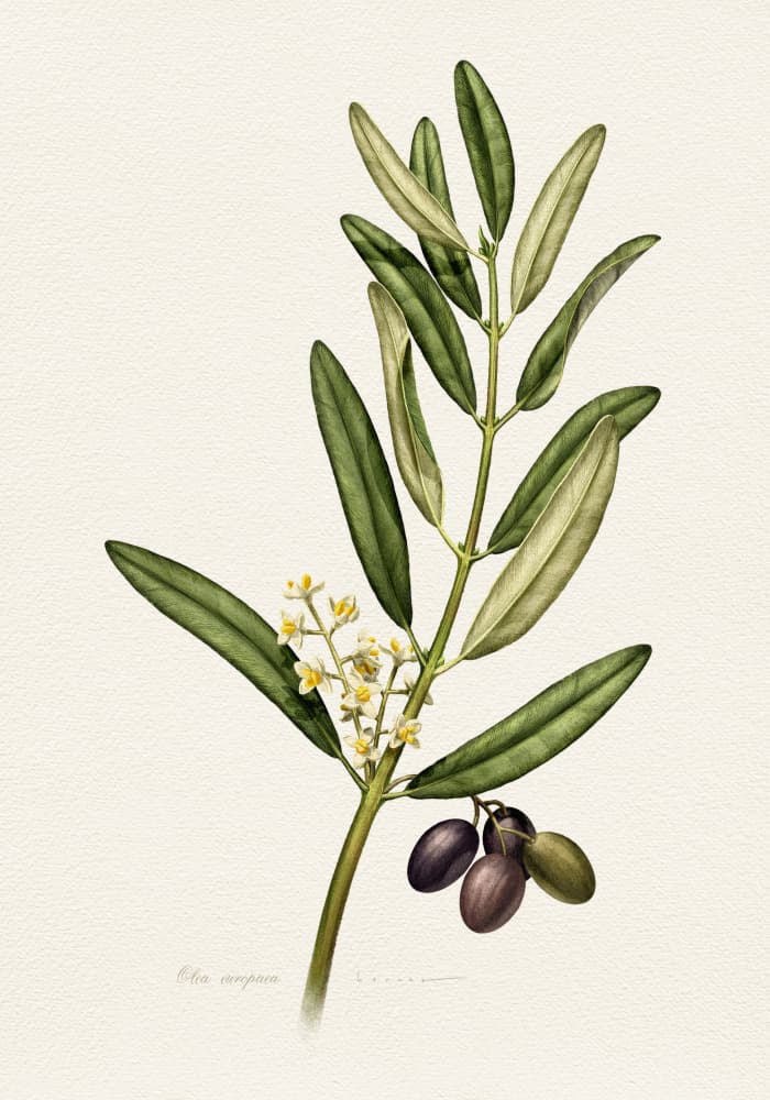 Olive Branch With Fruit by Juan Hernaz — canvas wall art