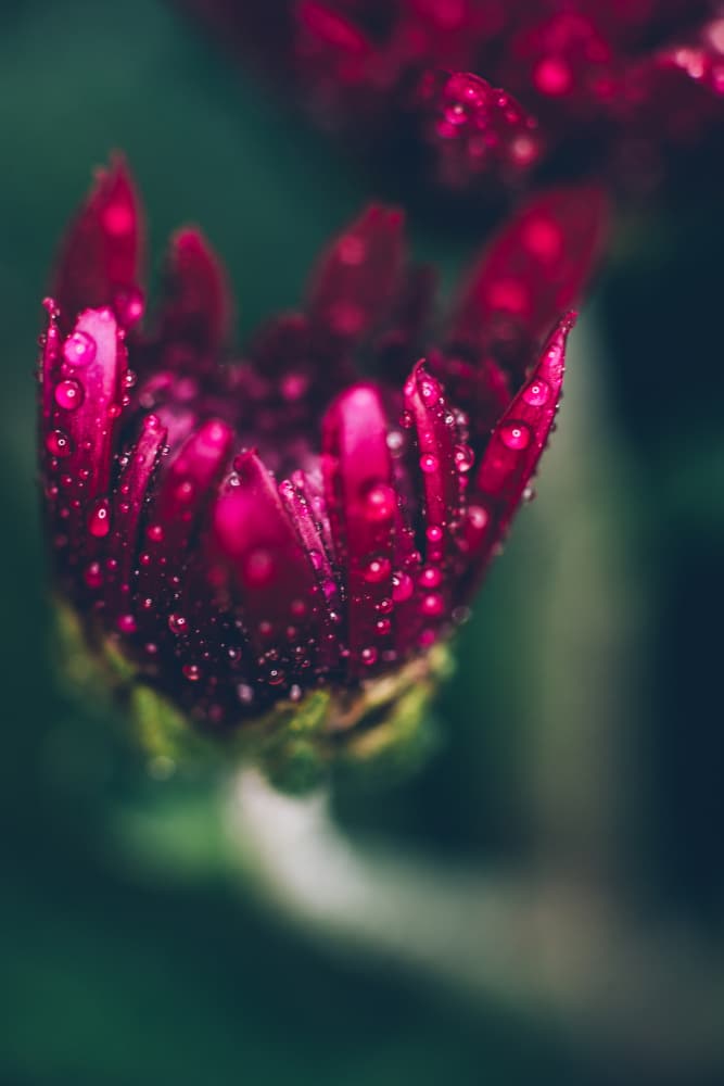 Dewy Pink Bud by Javier Pardina — canvas wall art