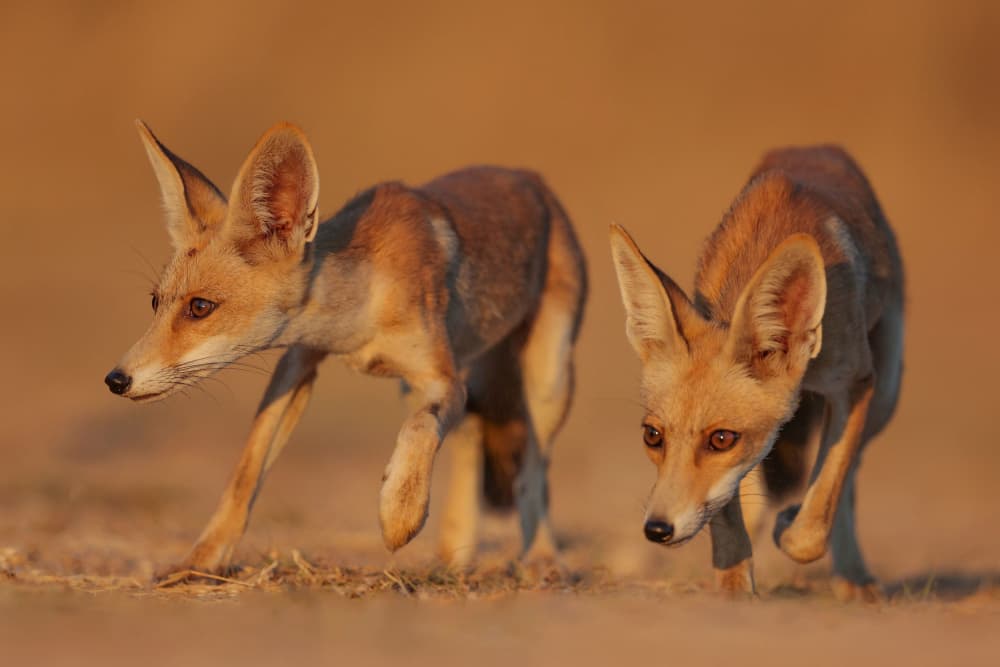 Golden Hour Desert Foxes by David Manusevich — canvas wall art