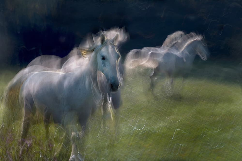 Dreaming White Horses by Milan Malovrh — canvas wall art