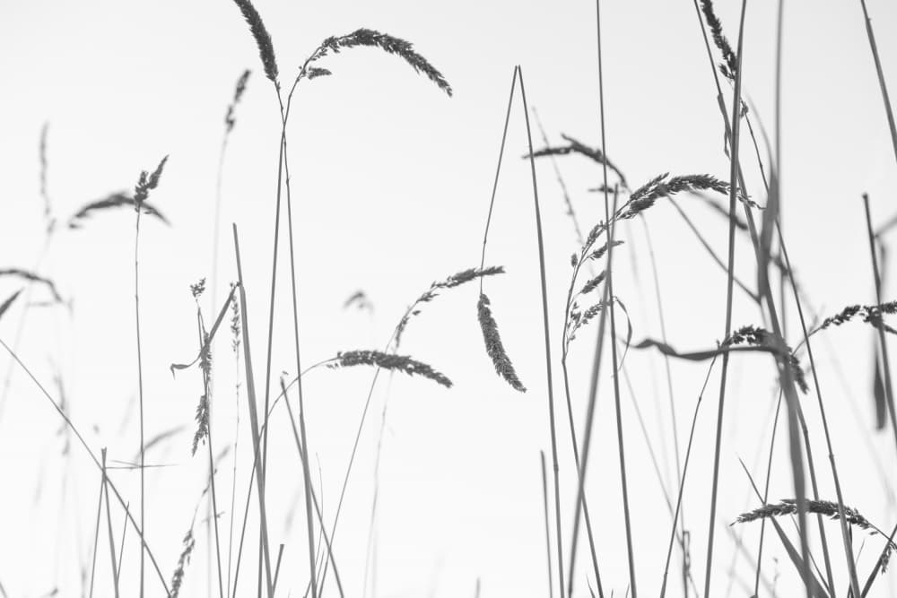 Soft Grass Silhouettes by Lynann Colligan — canvas wall art