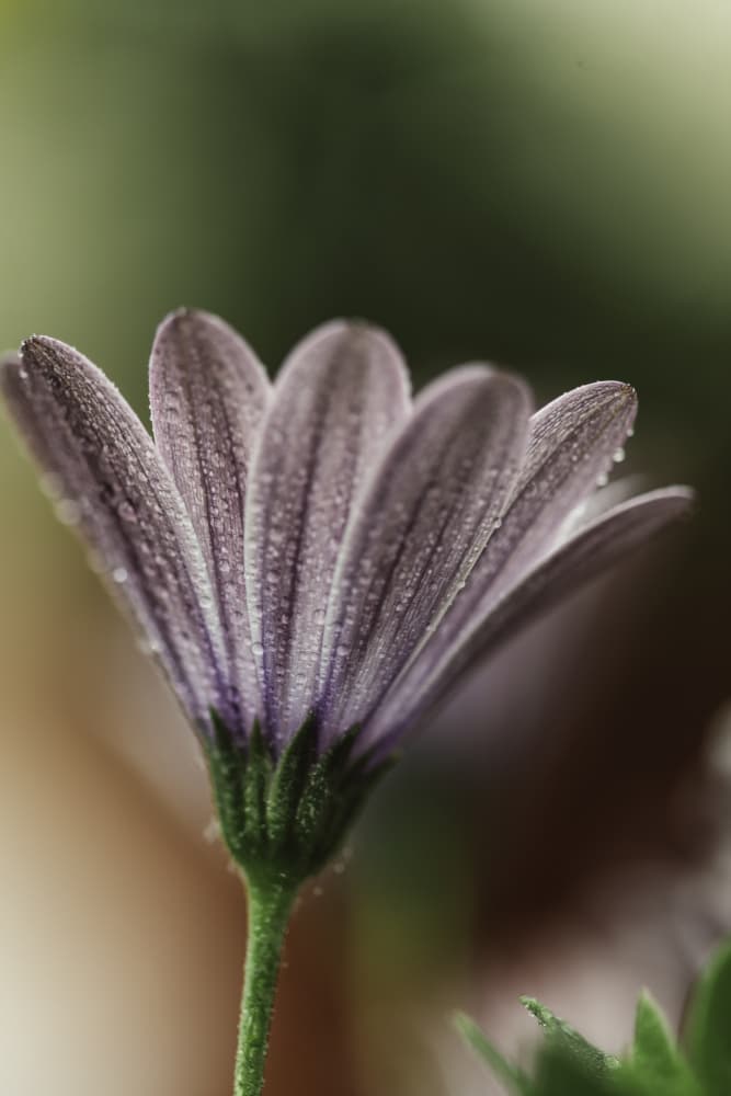 Dewy Purple Bloom by Javier Pardina — canvas wall art