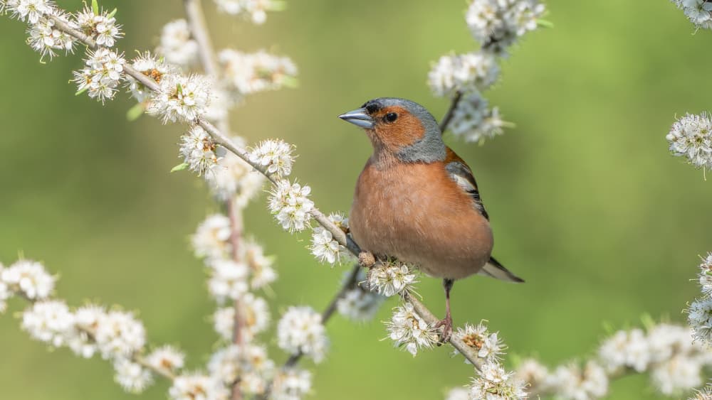 Chaffinch On Spring Blossoms by Damian Stopczynski — canvas wall art