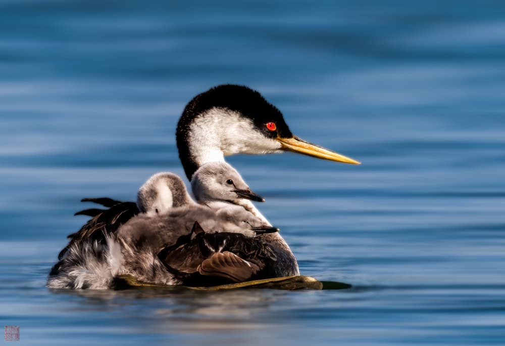 Western Grebe Family by Songhu Yan — canvas wall art