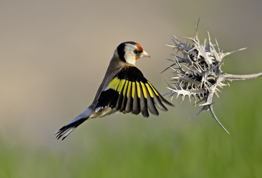 Goldfinch Thistle Approach by Shlomo Waldmann — canvas wall art