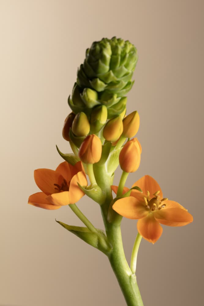 Vibrant Orange Blooms by Julia Ramiro — canvas wall art