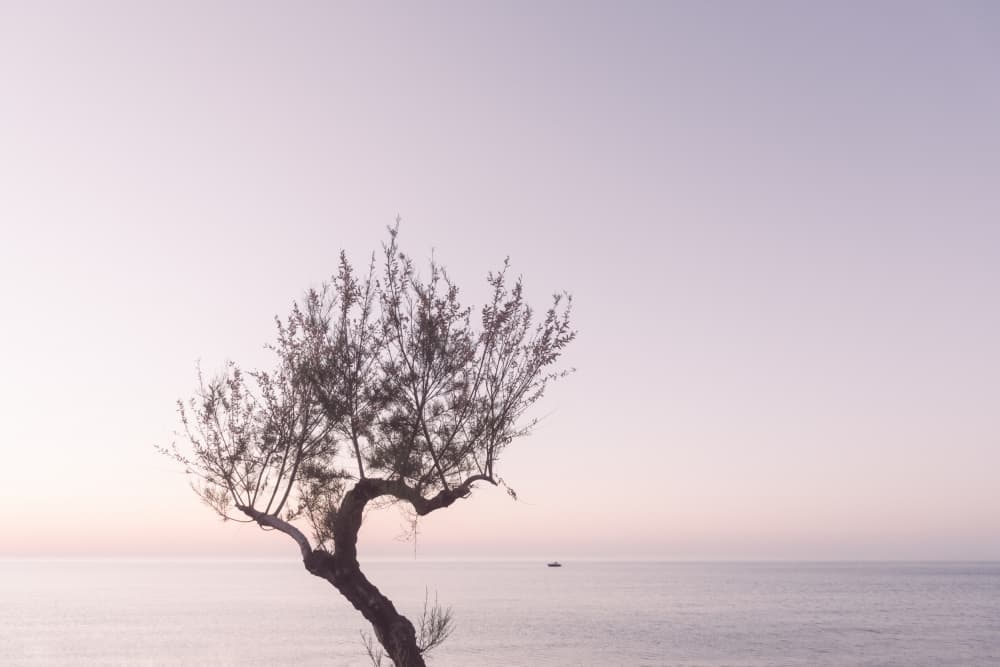 Tranquil Coastal Tree View by Photolovers — canvas wall art