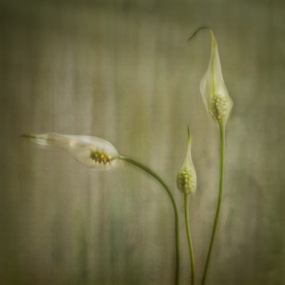 Serene Lily Blooms by Marie-anne Stas — canvas wall art