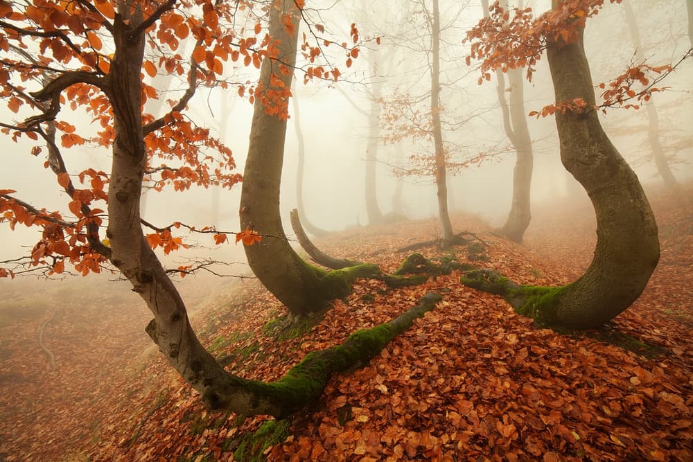 Curved Trees Misty Forest by Daniel Řeřicha — canvas wall art