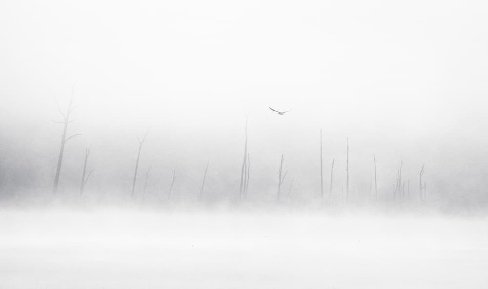 Bird Over Misty Trees by swapnil deshpande — canvas wall art