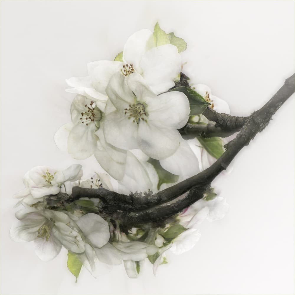 Gracefulness by Gilbert Claes — canvas wall art
