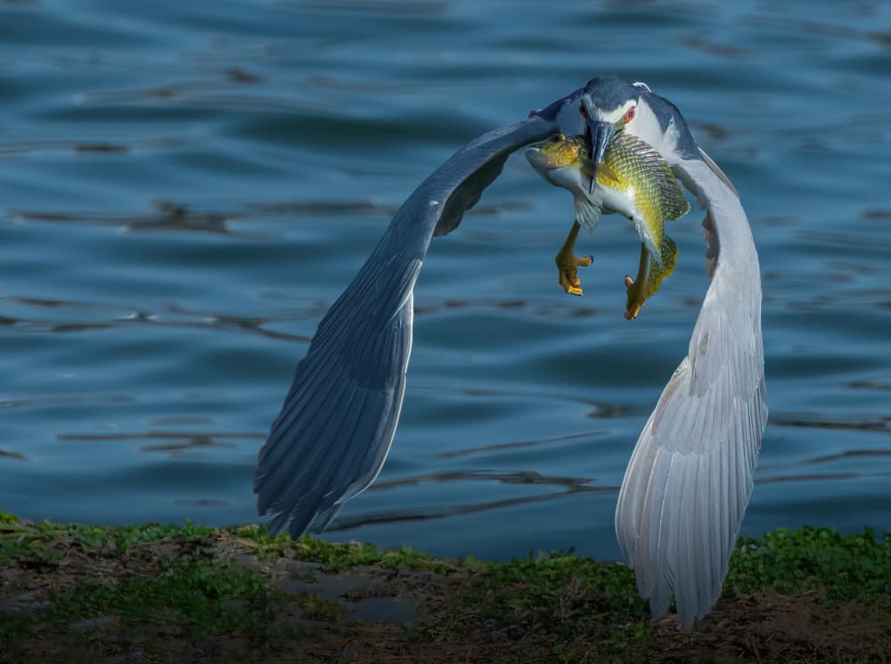 Heron Catches Fish by Guy Wilson — canvas wall art
