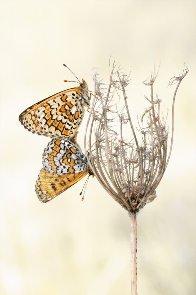 Intimate Butterfly Moment by Daan de Vos — canvas wall art