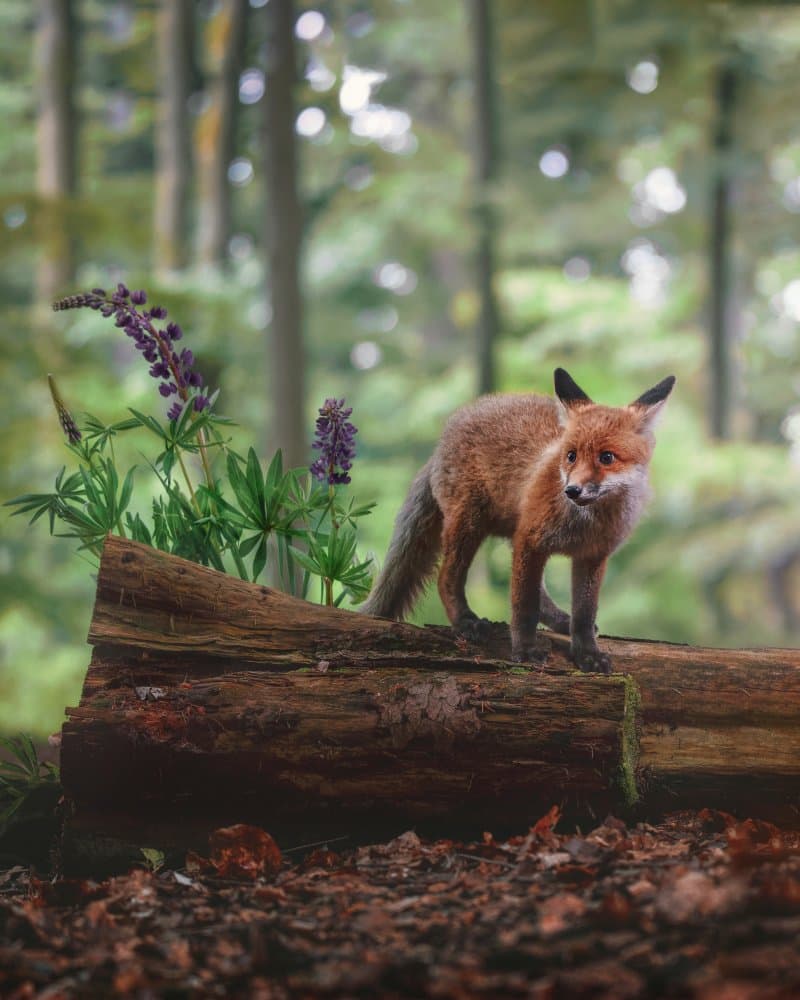 Red Fox In Forest by Michaela Firešová — canvas wall art