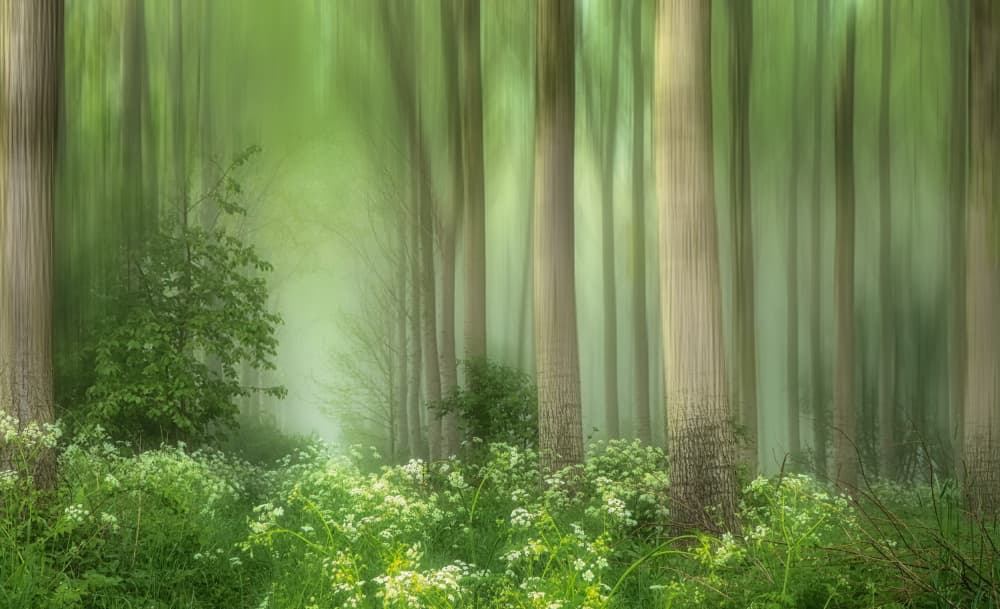 Ethereal Forest Path by Hilda van der Lee — canvas wall art