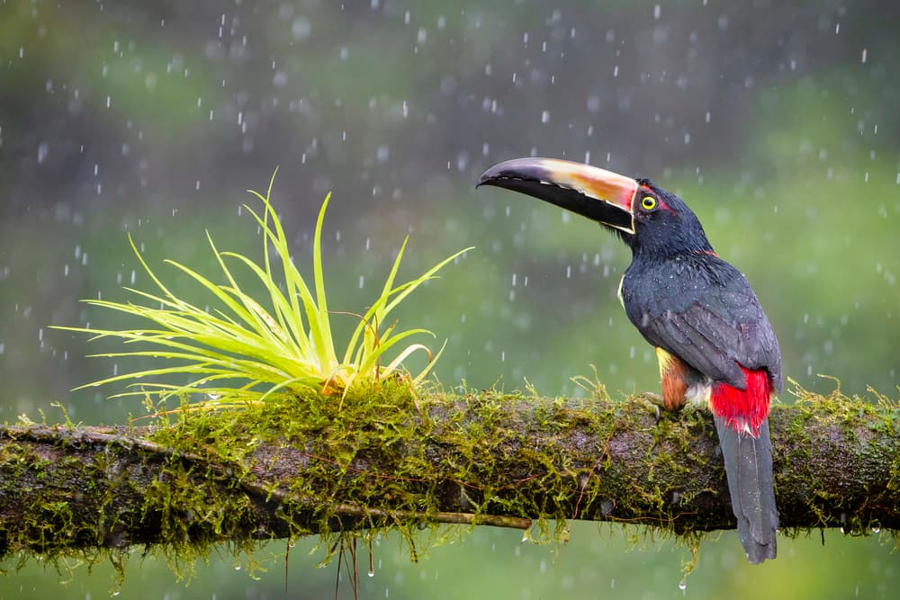 Rainy Toucan Perch by Renee Doyle — canvas wall art