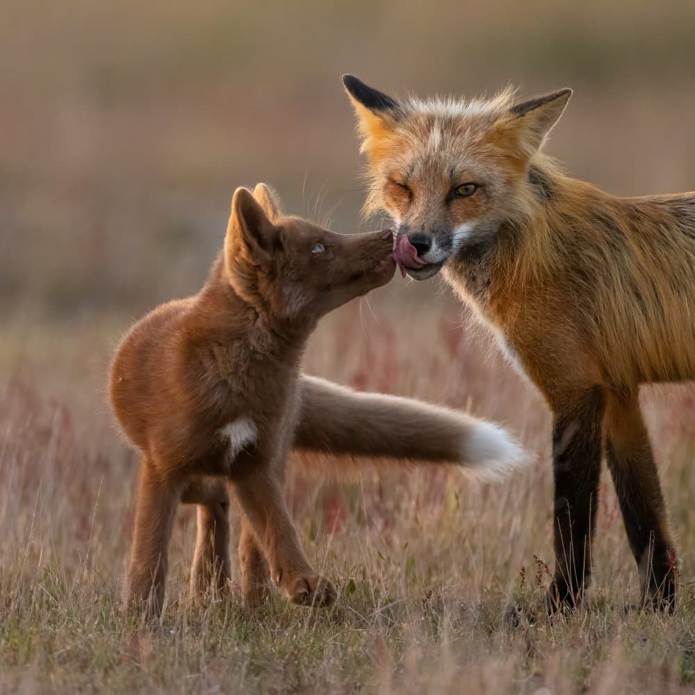 Sweet Fox Family by Johnson Huang — canvas wall art