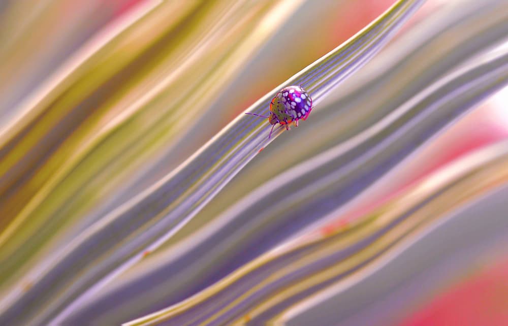 Vibrant Spotted Bug by Thierry Dufour — canvas wall art
