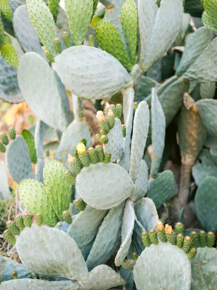 Soft Green Cacti of Mallorca by Raisa Zwart — canvas wall art