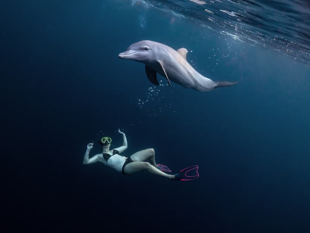 Dolphin And Swimmer by Serge Melesan — canvas wall art