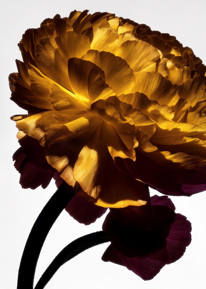 Luminous Golden Bloom by Minorstep — canvas wall art