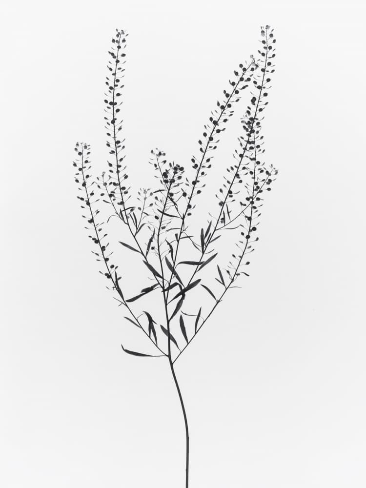 Delicate Plant Silhouette by Magda Izzard — canvas wall art