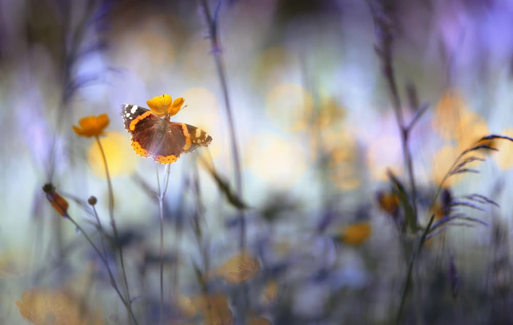 Dreamy Meadow Butterfly by Heidi Westum — canvas wall art