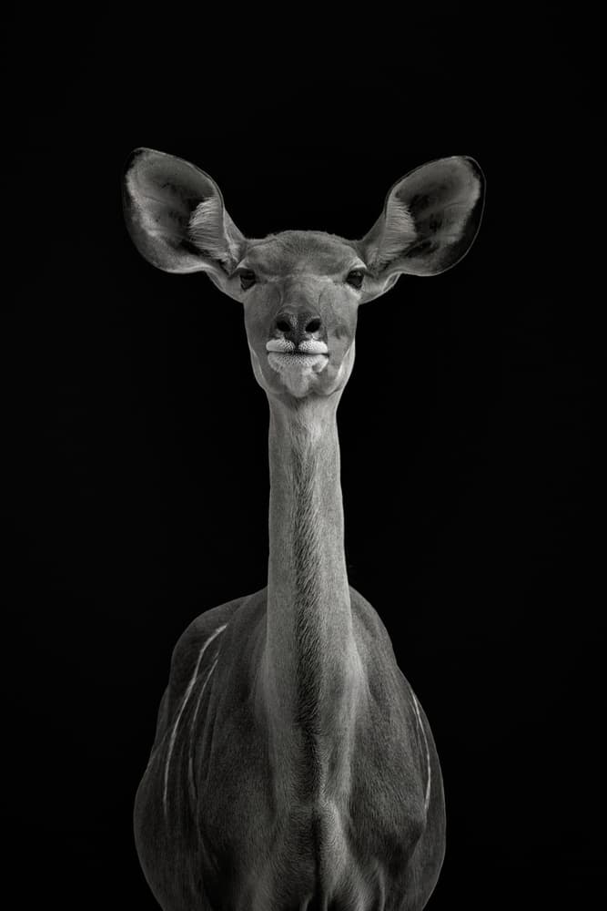 Curious Kudu Portrait by Mathilde Guillemot — canvas wall art