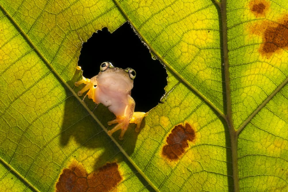 Curious Tree Frog by Ajar Setiadi — canvas wall art