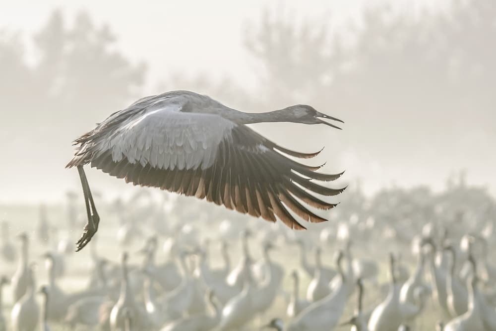 Graceful Crane Takes Flight by Natalia Rublina — canvas wall art