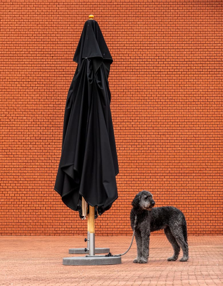 Black Dog Brick Wall by Hans Günther — canvas wall art