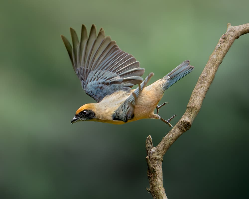 Golden Tanager Flight by Lisandro PEREZ — canvas wall art
