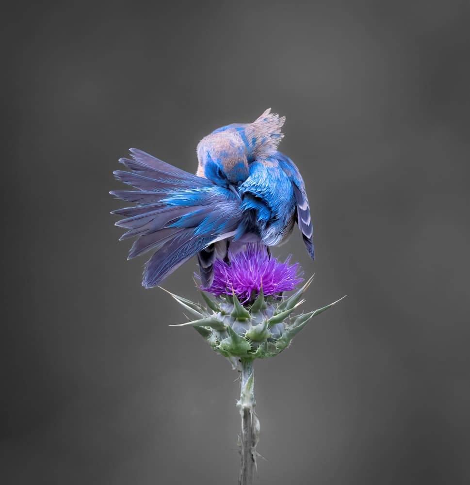 Bluebird Preening on Thistle by Taksing (吉星高照) — canvas wall art