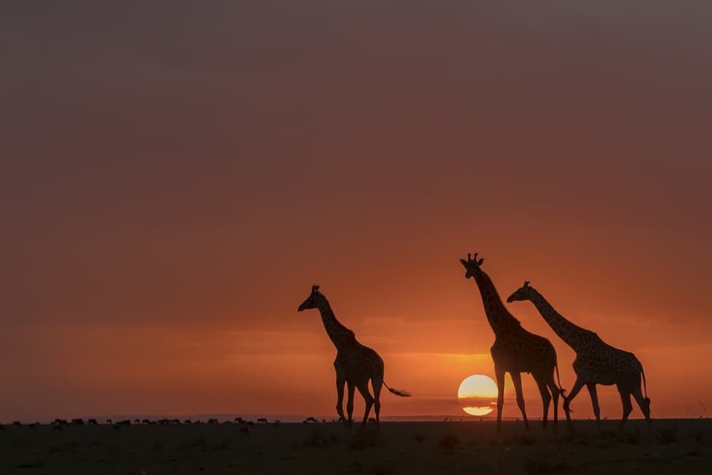 African Sunset Giraffes by Renee Doyle — canvas wall art