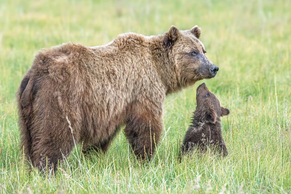 Mama Bear and Cub by Jeffrey C. Sink — canvas wall art