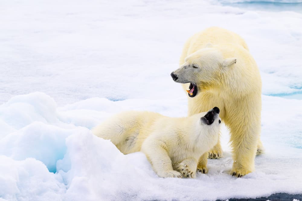 Playful Arctic Bears by Som Prasad — canvas wall art