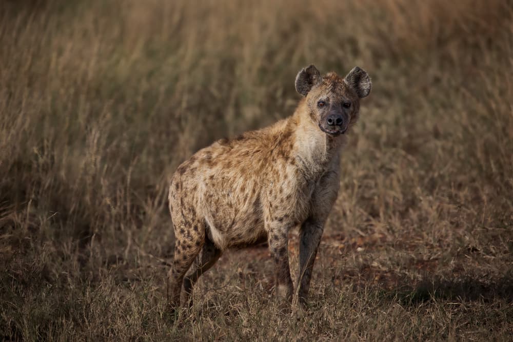 Watchful Savannah Hyena by Raffi Bashlian — canvas wall art