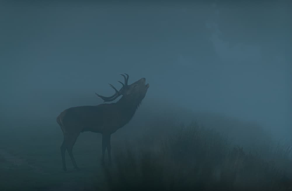 Bugling Stag in Fog by Radojica Jevric fotorax — canvas wall art