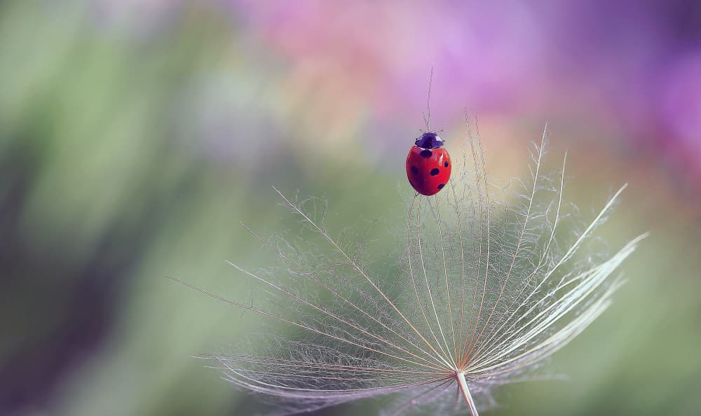 Ladybug on Dandelion by Thierry Dufour — canvas wall art