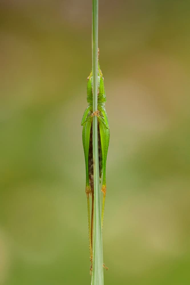 Green Grasshopper Camouflage by Daan de Vos — canvas wall art