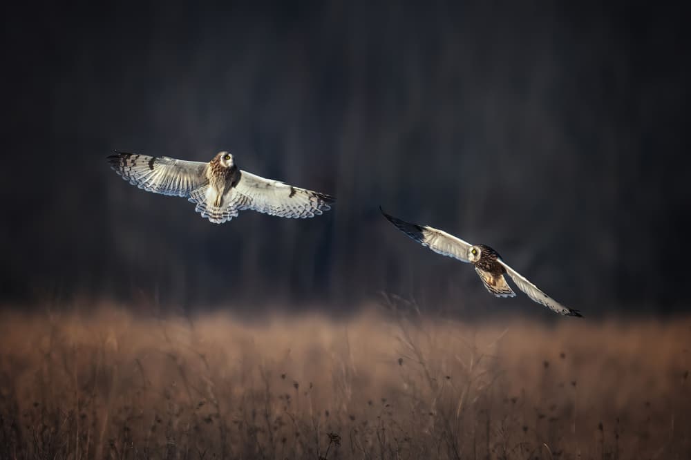 Short-eared Owls Soaring by Ruiqing P. — canvas wall art