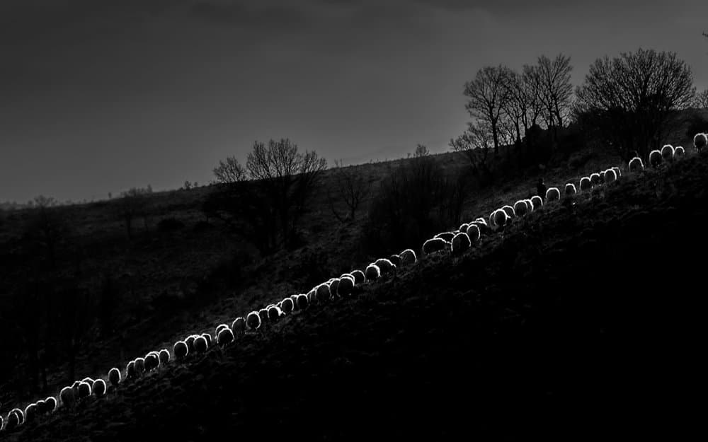Backlit Sheep Line by durmusceylan — canvas wall art