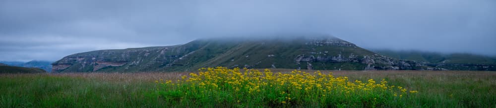 Misty Mountain Flowers by Brian van Niekerk — canvas wall art
