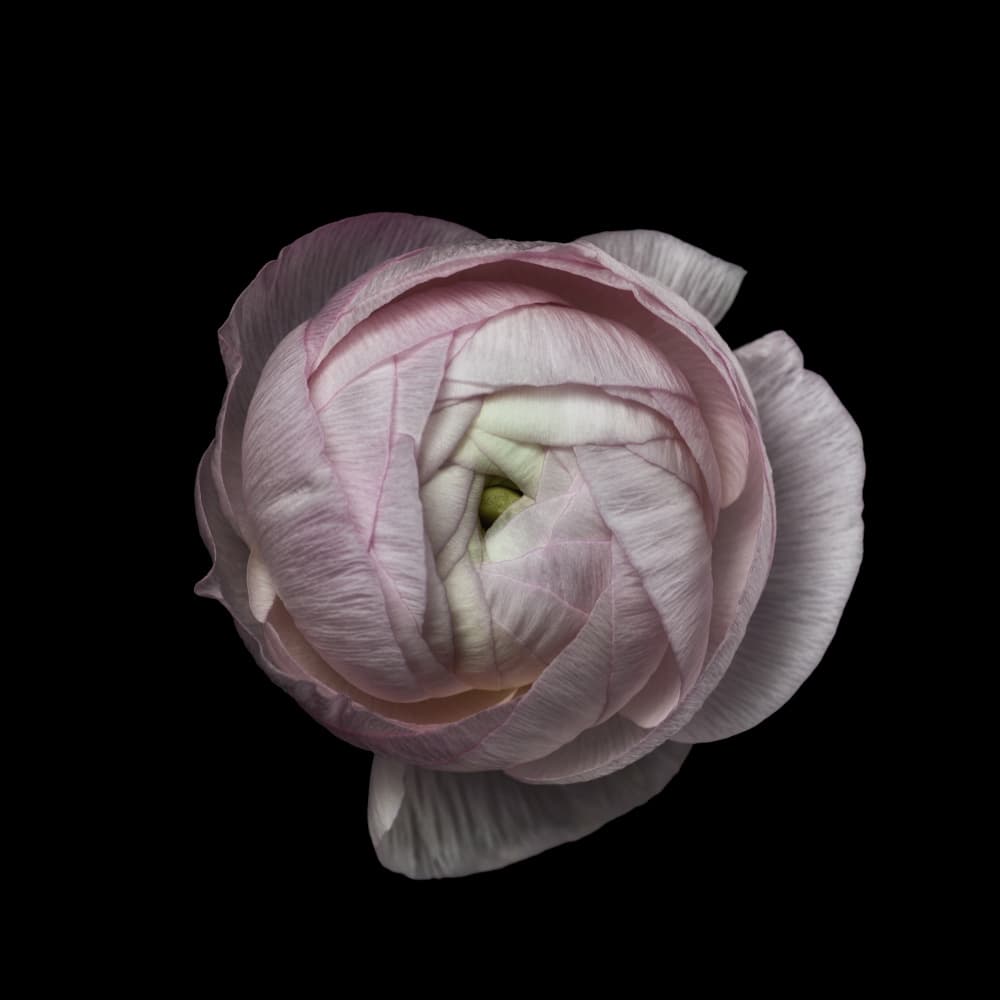 Elegant Pink Ranunculus by Lotte Grønkjær — canvas wall art