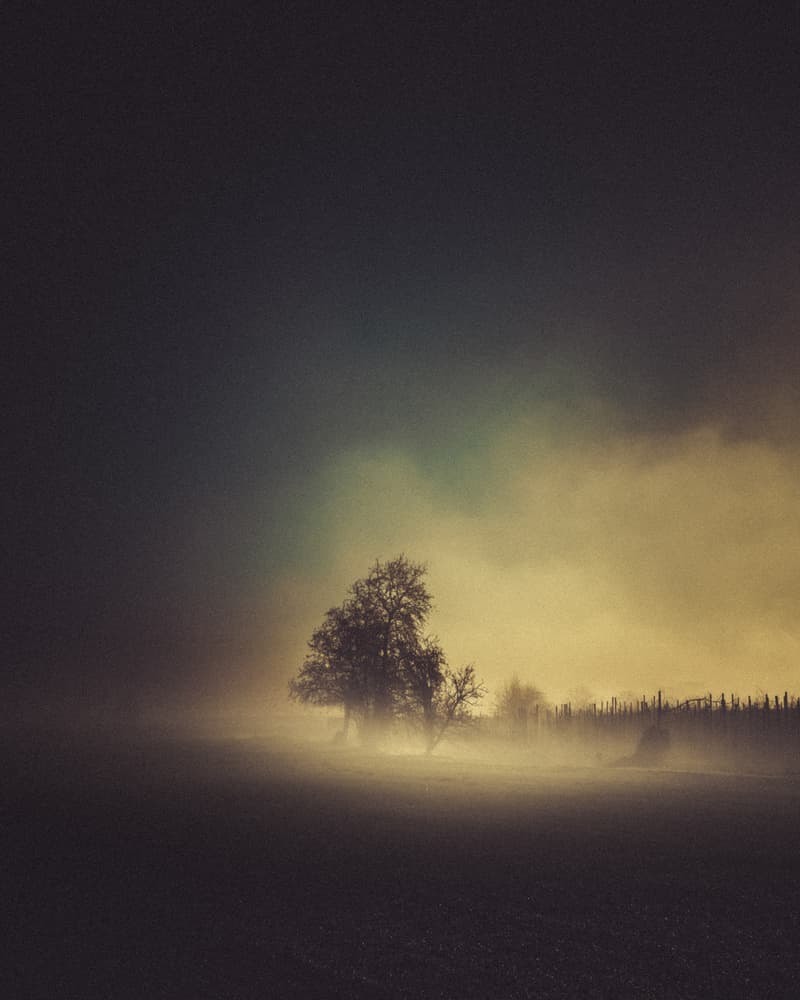 Misty Golden Tree by Andrea Fraccaroli — canvas wall art