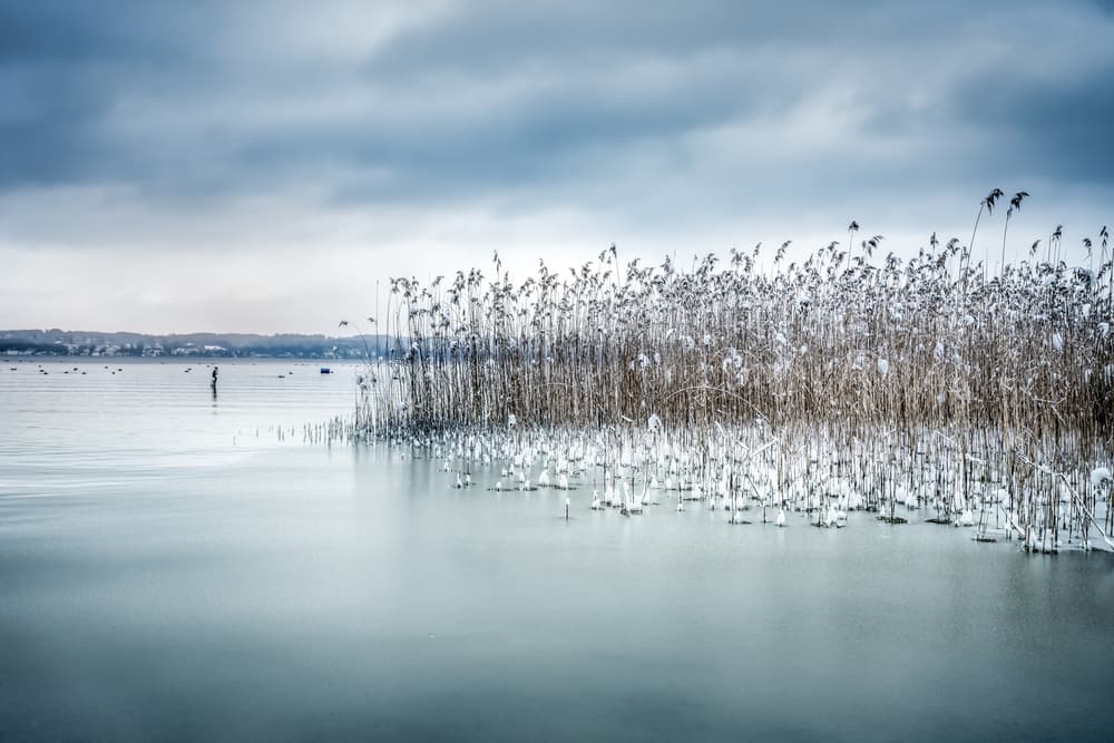 Snowy Reeds on Ice by Ulrike Eisenmann — canvas wall art