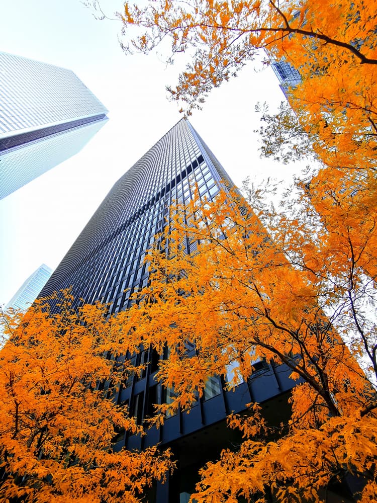 Skyscrapers Golden Autumn by Jasmine Zhang — canvas wall art
