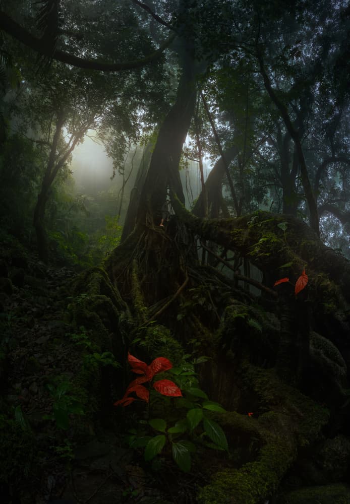 Misty Jungle Path by SANDEEP MATHUR — canvas wall art