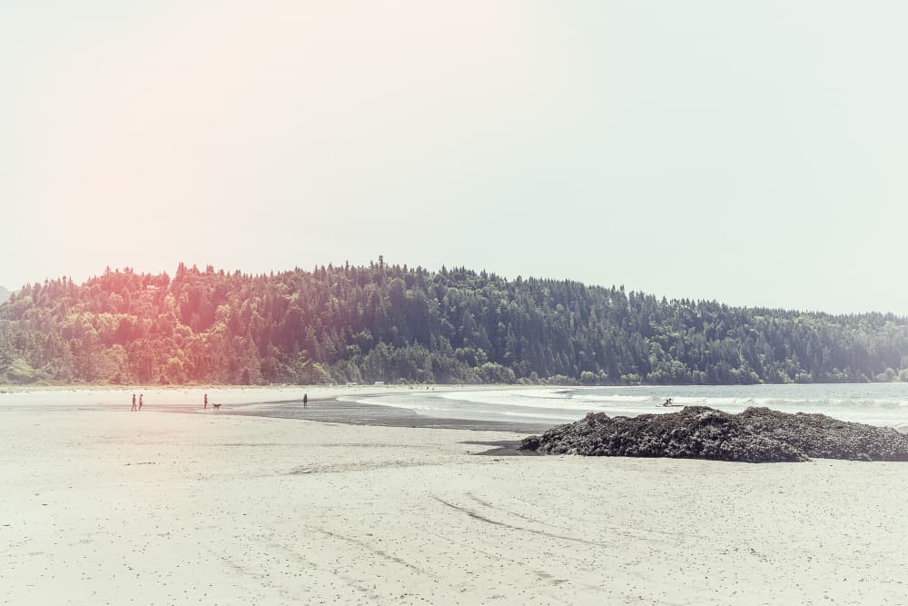 Coastal Forest Beach by Lynann Colligan — canvas wall art